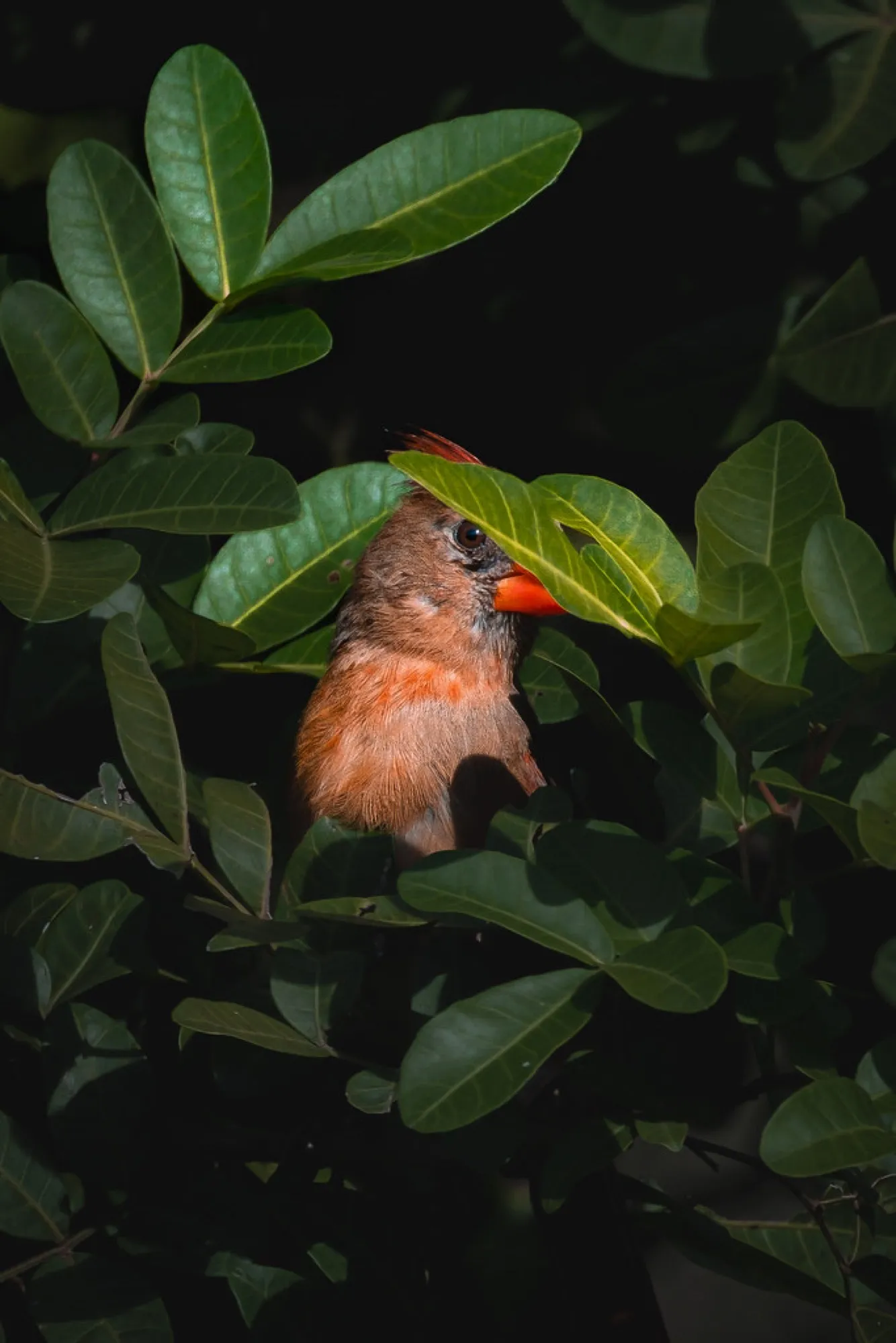 Northern Cardinal, half-hidden. Birds photography, South Florida.