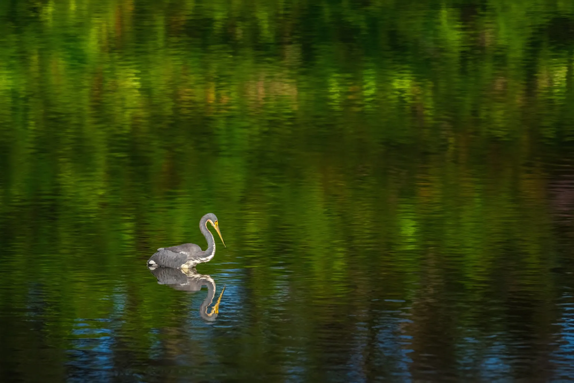 Tricolored Heron on green water