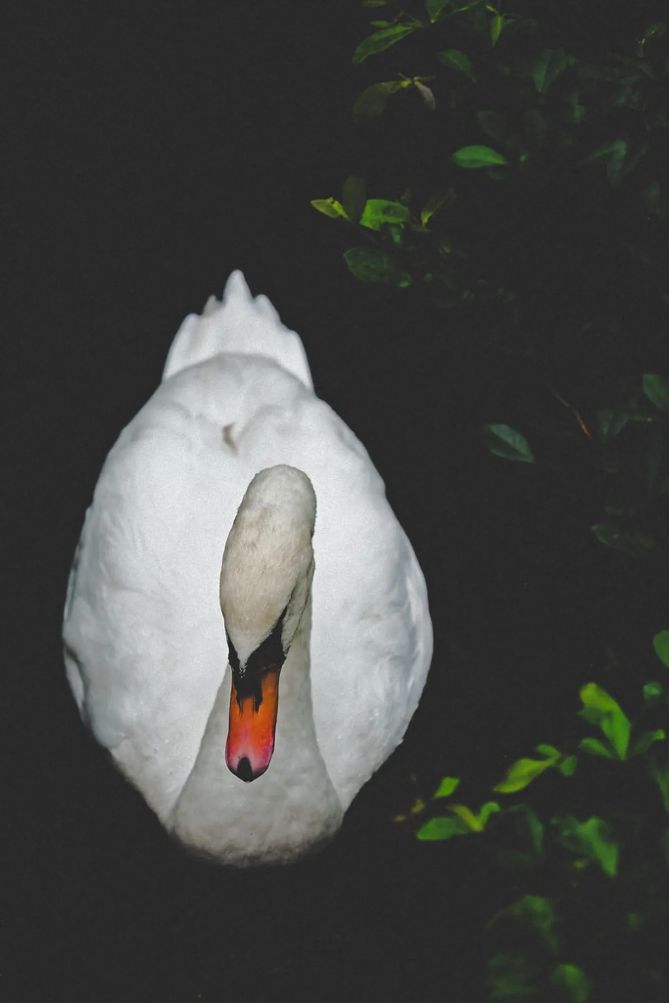 Mute Swan out of the dark
