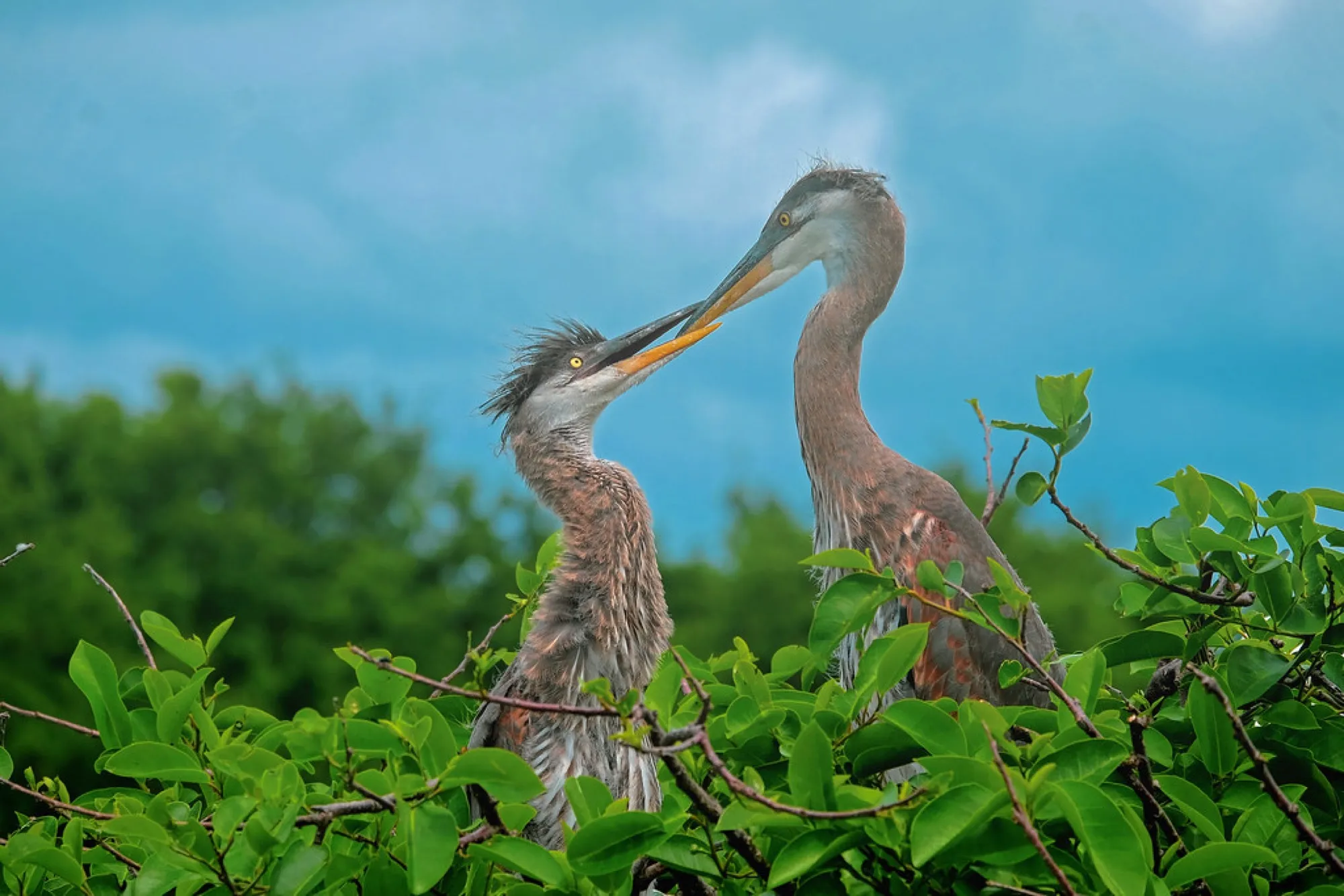Great Blue Herons at the nest. Birds photography, South Florida.