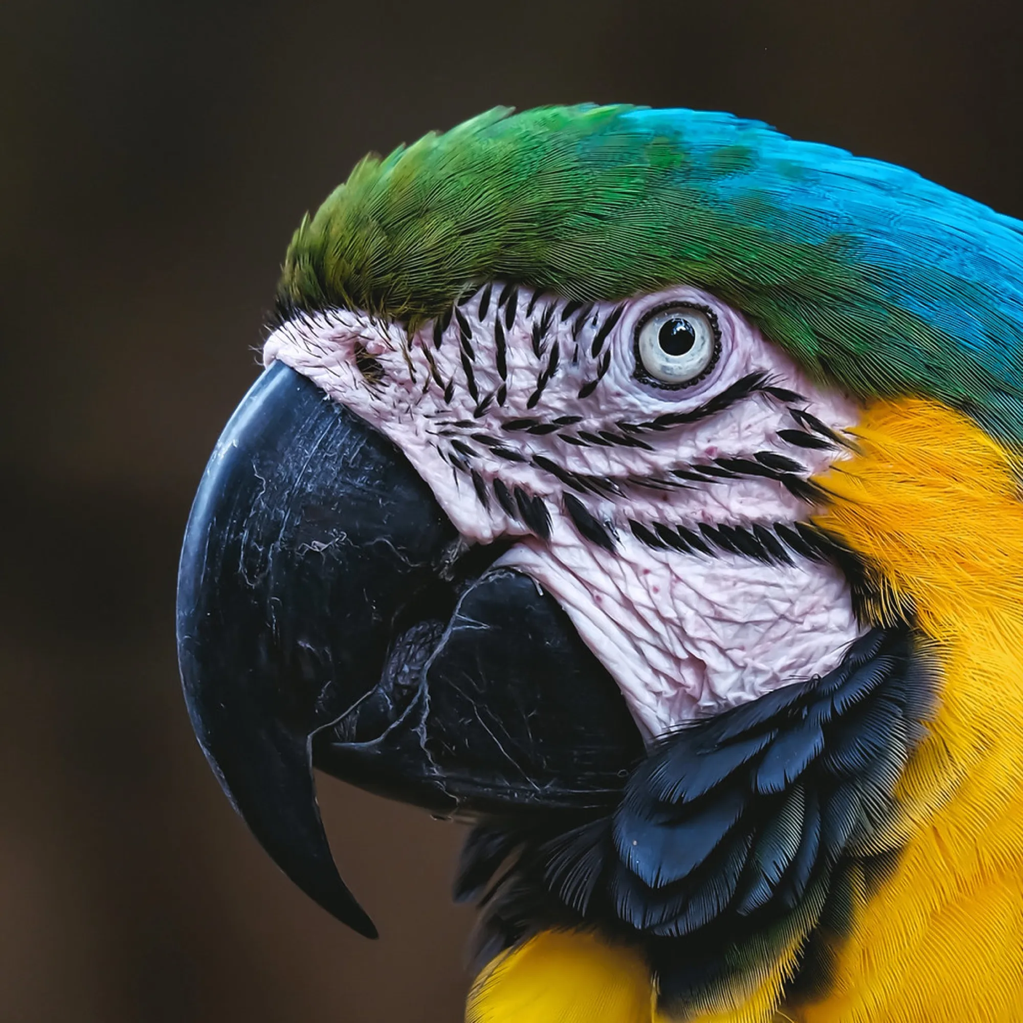 Blue-and-gold Macaw. Birds photography, South Florida.