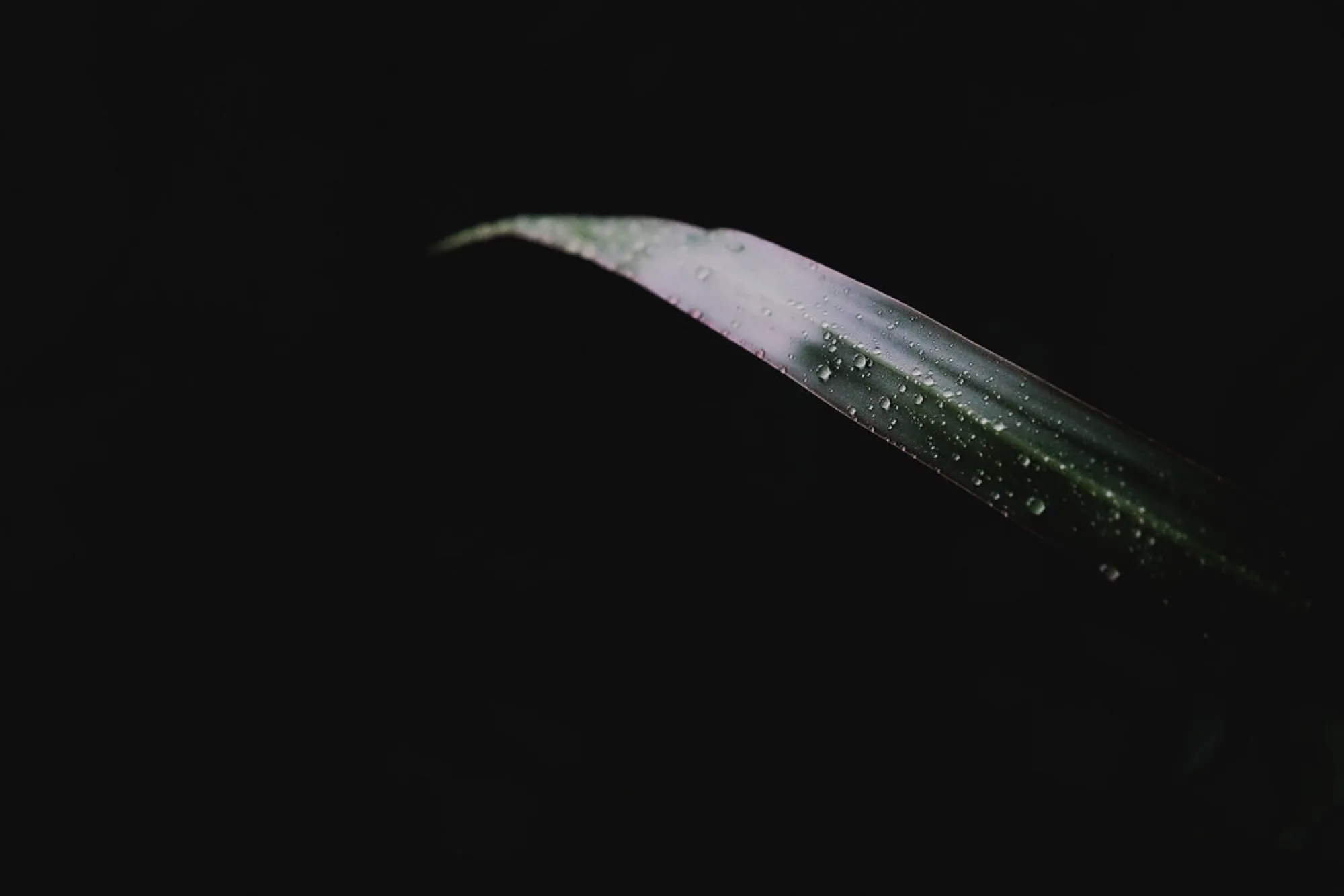 A leaf in the dark. Nature photography, South Florida.