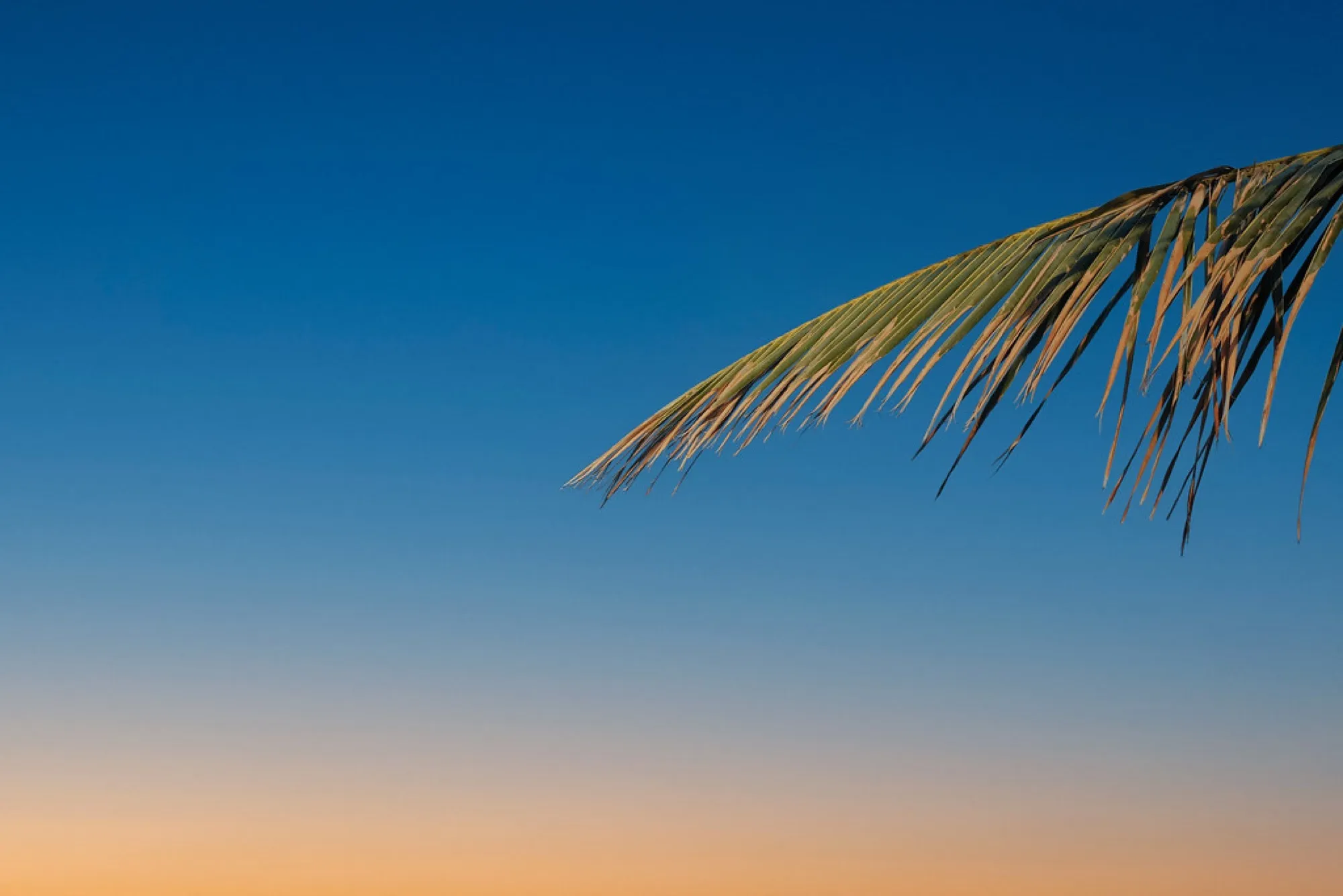 Palm frond at dusk. Nature photography, South Florida.