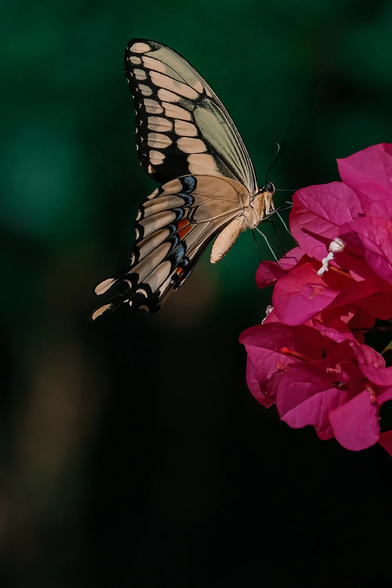 Giant Swallowtail on bougainvillea. Nature photography, South Florida.