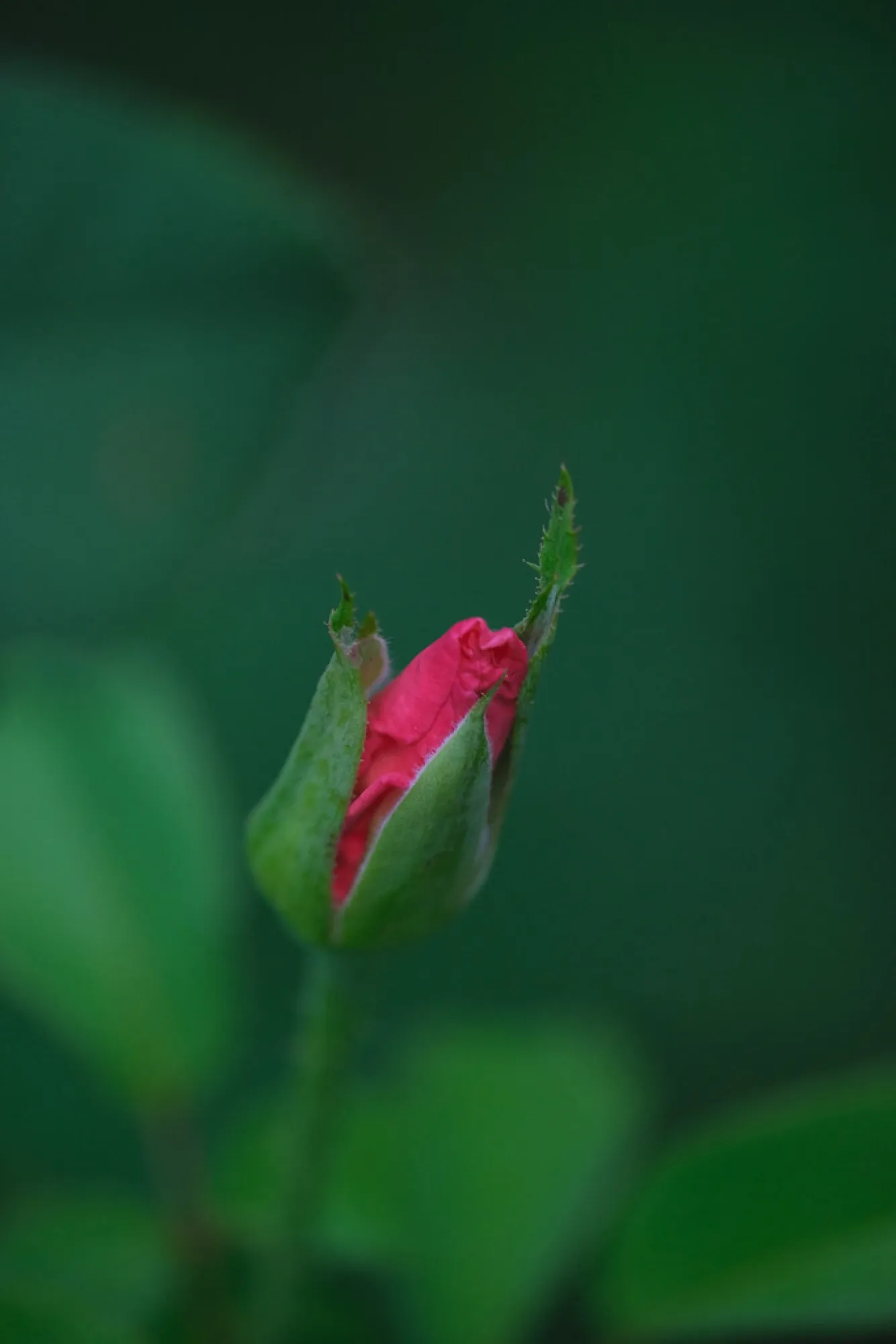 A rosebud, opening. Nature photography, South Florida.