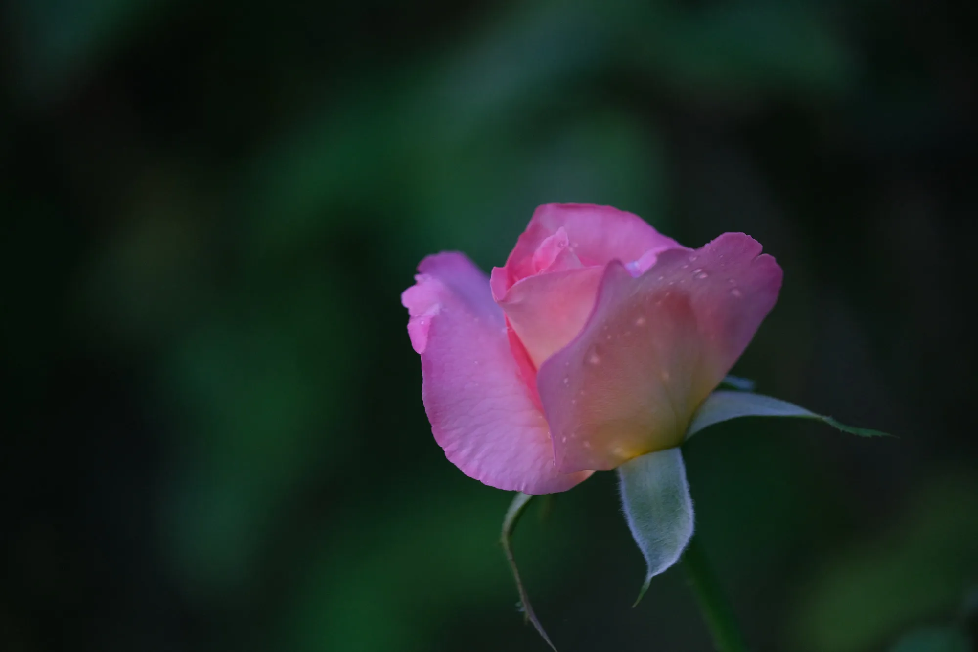 A rose after the rain. Nature photography, South Florida.