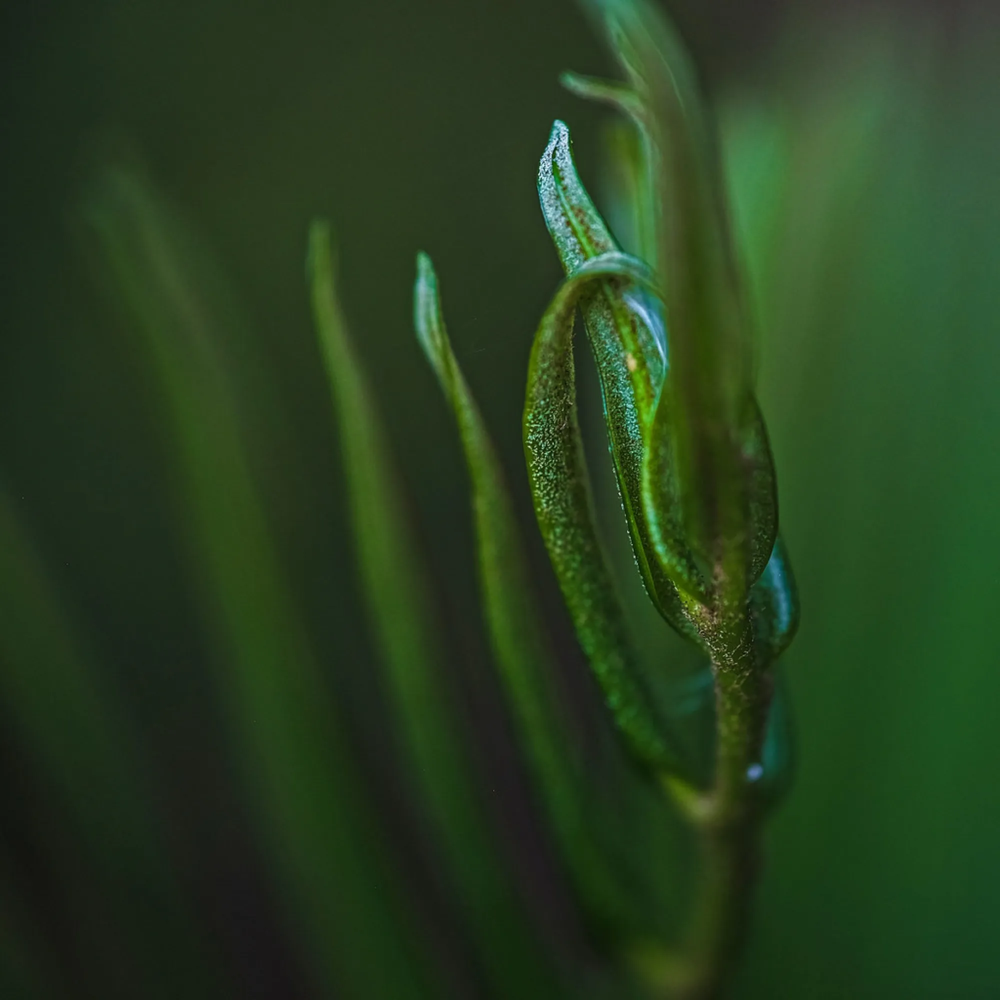 Unfurling. Nature photography, South Florida.