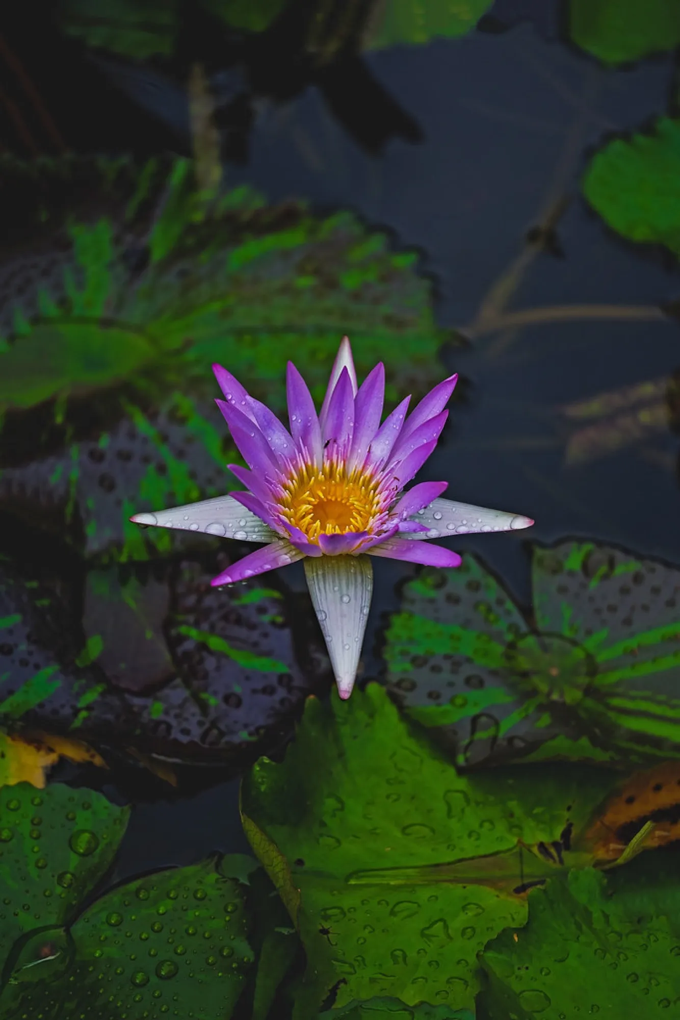 Tropical water lily. Nature photography, South Florida.