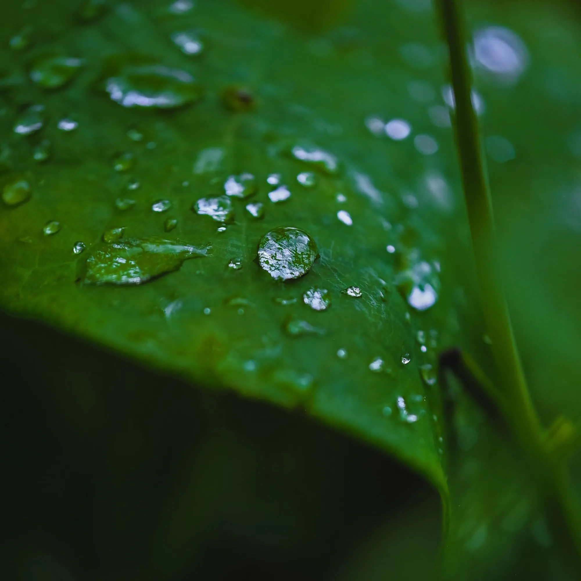 After the rain. Nature photography, South Florida.