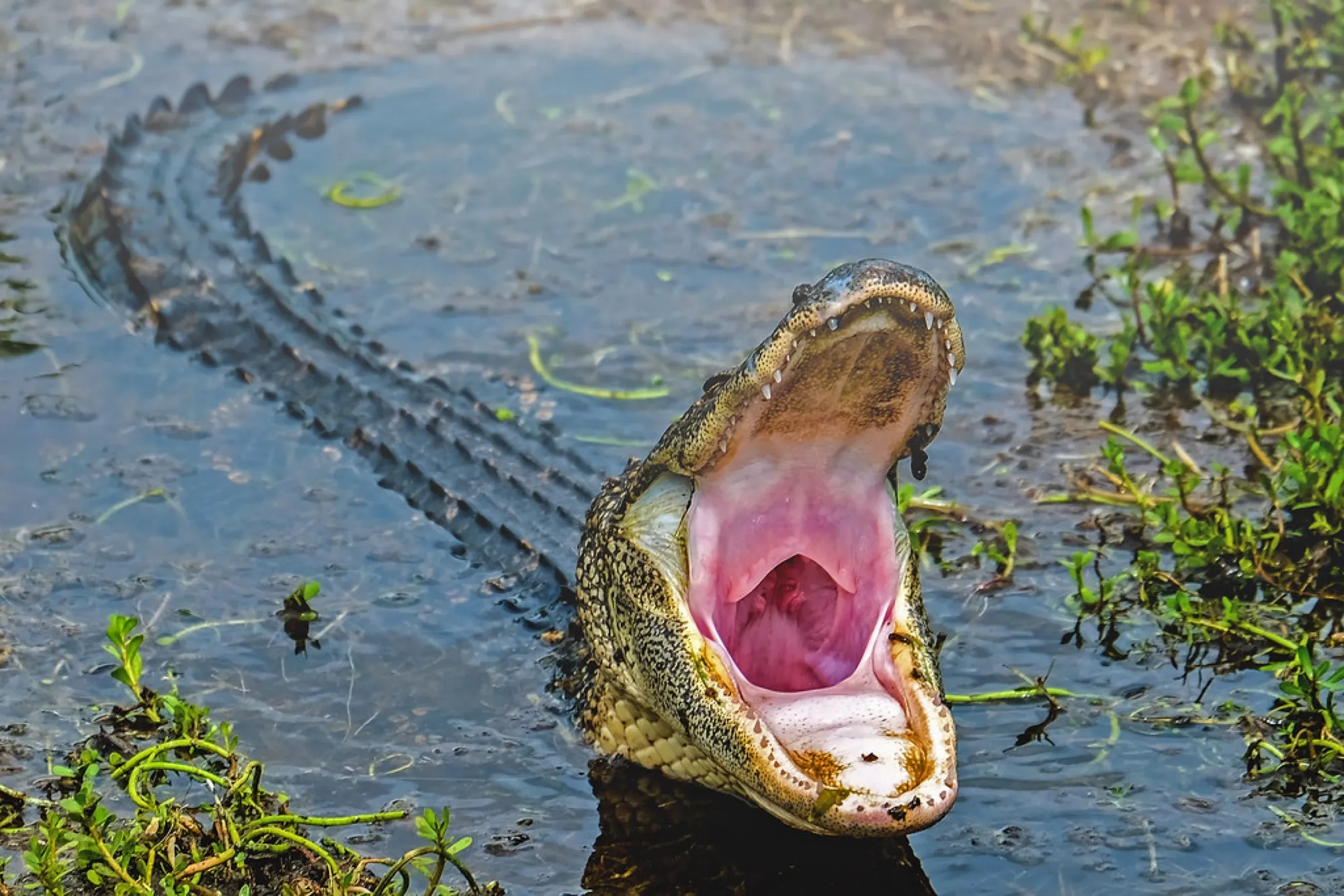 American Alligator, jaws wide. Reptiles photography, South Florida.
