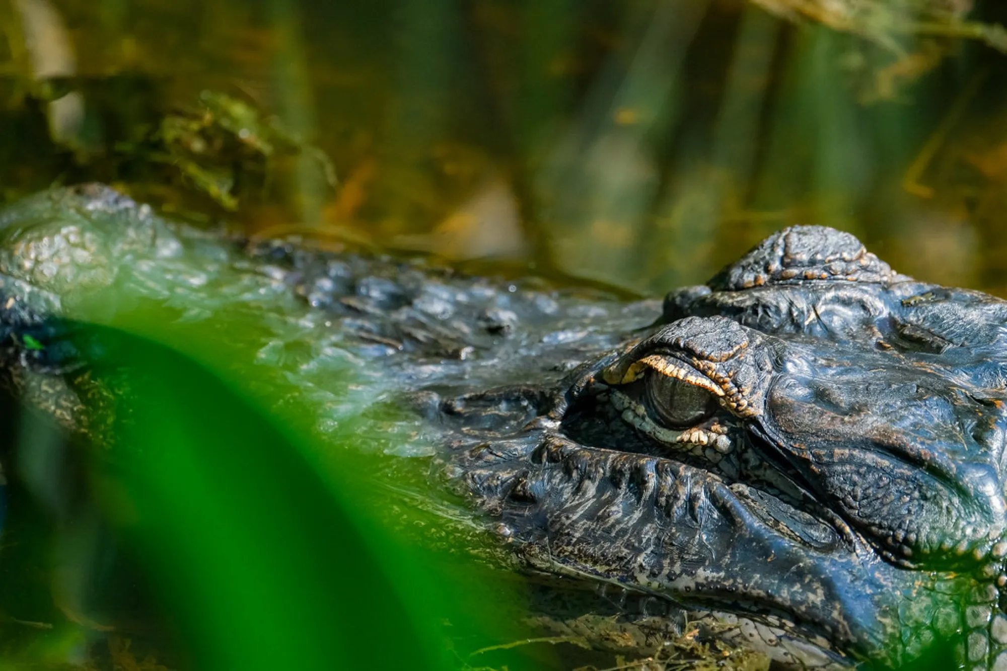 American Alligator at eye level