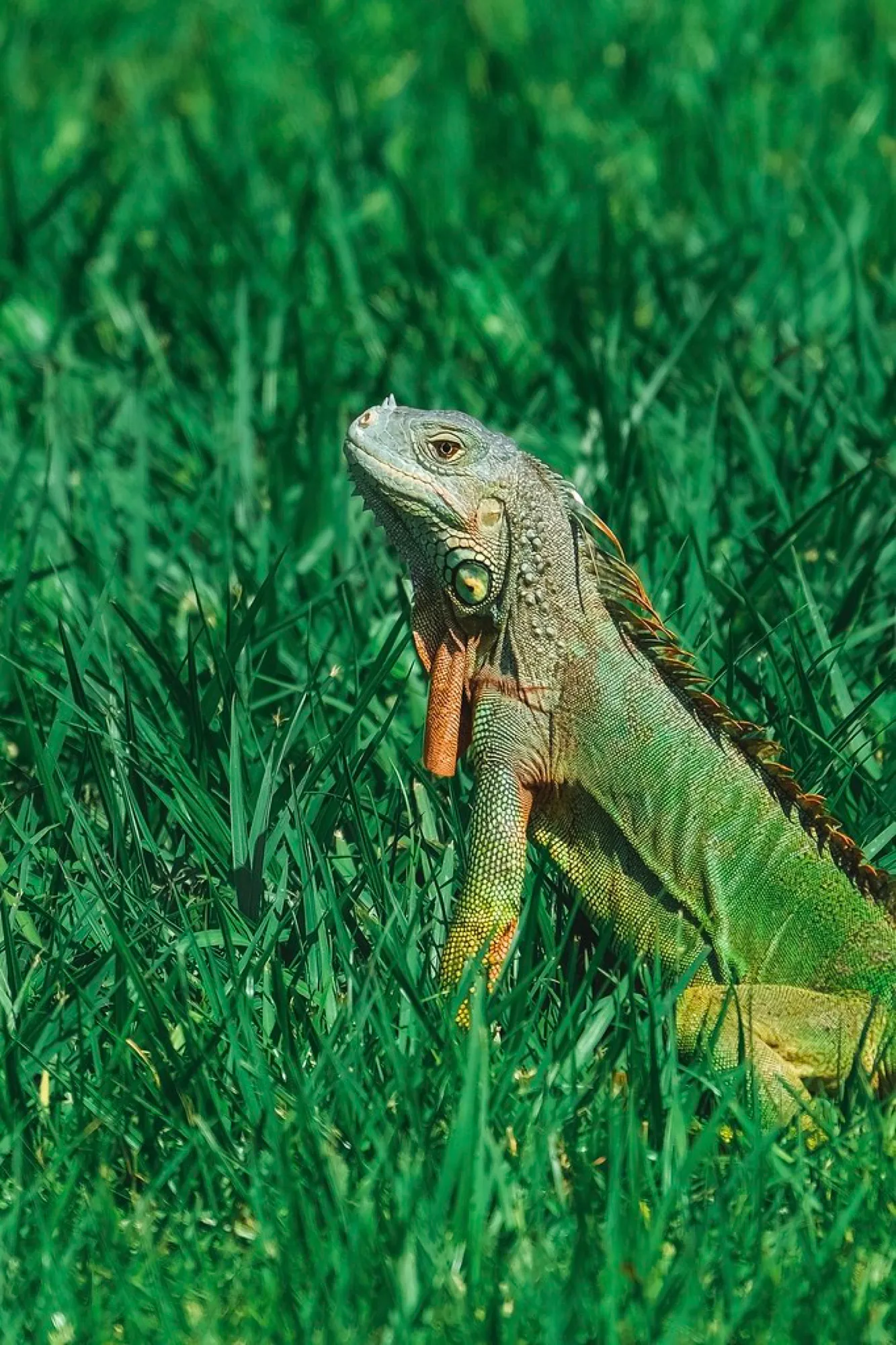 Green Iguana in the grass. Reptiles photography, South Florida.