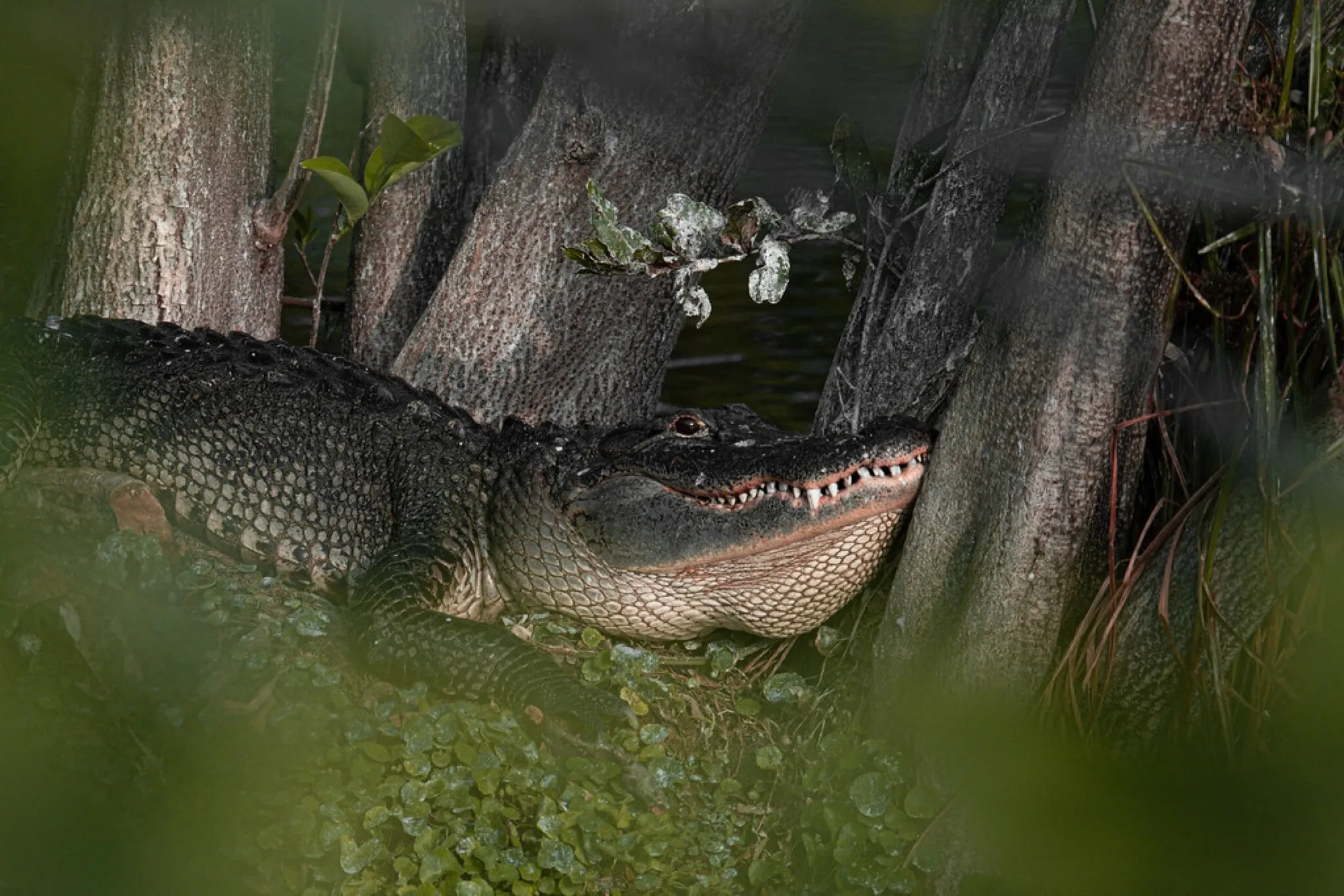 American Alligator among the cypress. Reptiles photography, South Florida.