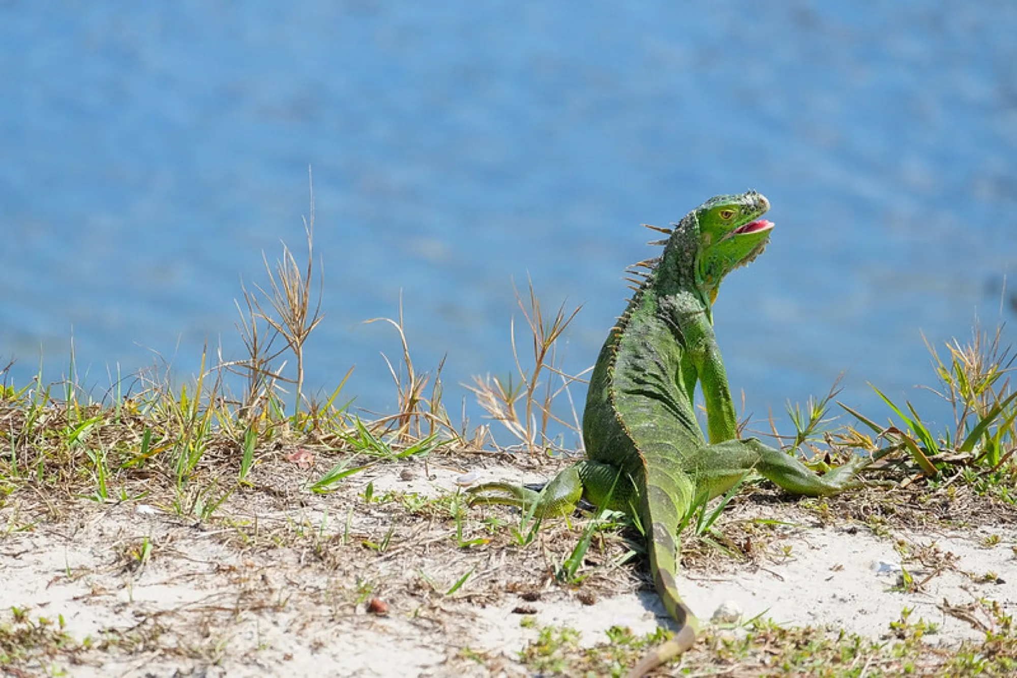 Green Iguana, sunning. Reptiles photography, South Florida.