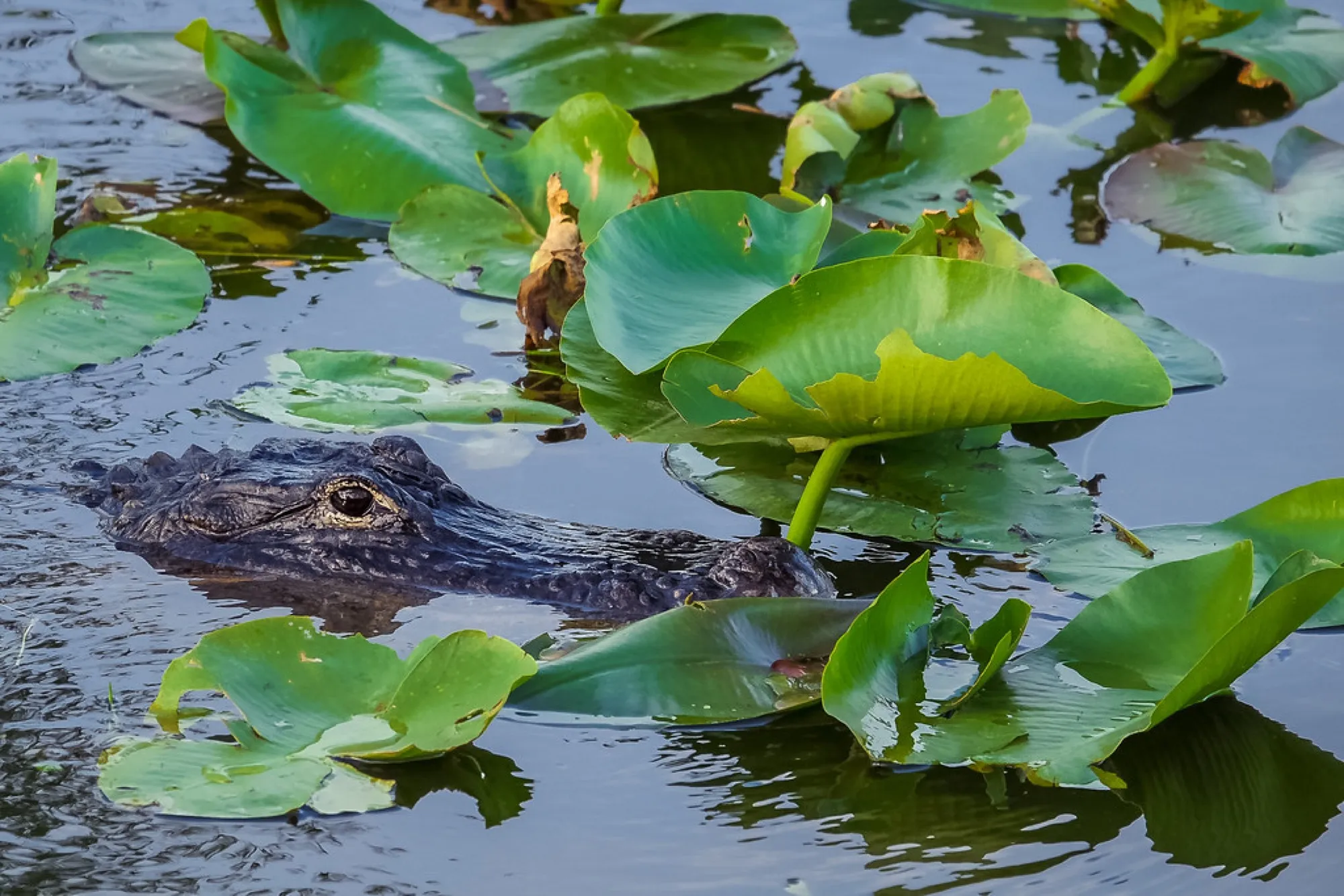 American Alligator in the lilies. Reptiles photography, South Florida.